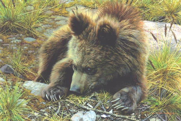 (image for) Reproductions of Carl Brenders Paintings Bearly Awake